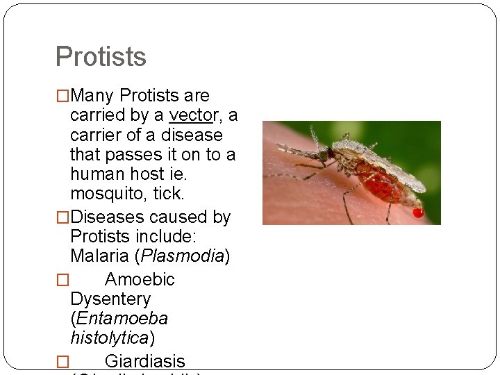 Protists �Many Protists are carried by a vector, a carrier of a disease that
