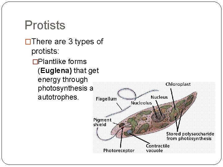 Protists �There are 3 types of protists: �Plantlike forms (Euglena) that get energy through