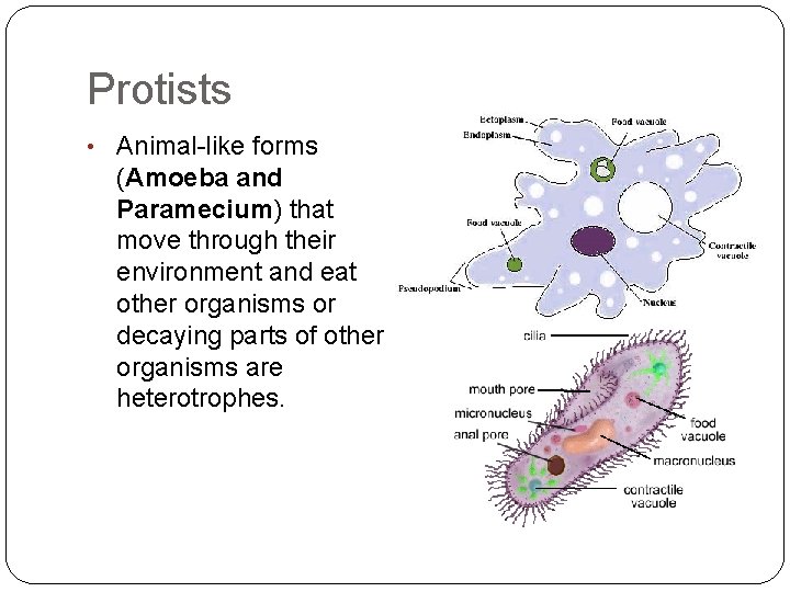 Protists • Animal-like forms (Amoeba and Paramecium) that move through their environment and eat