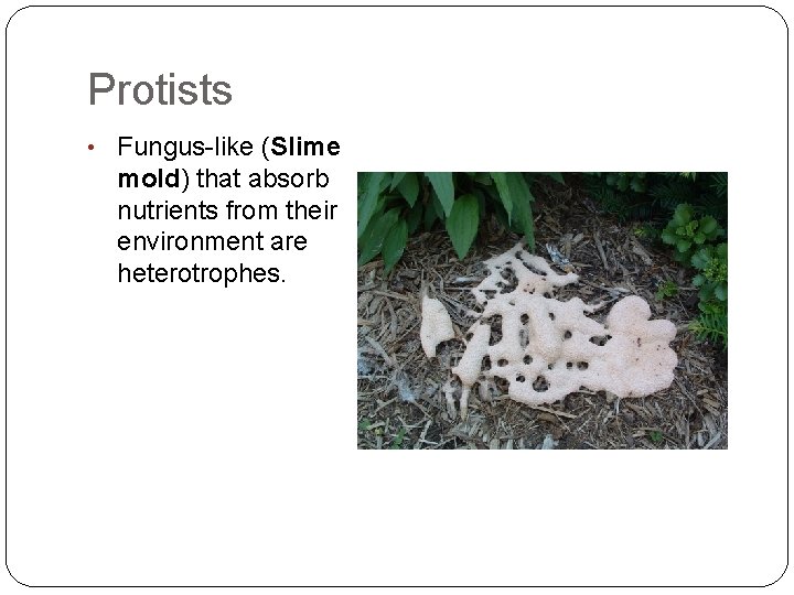 Protists • Fungus-like (Slime mold) that absorb nutrients from their environment are heterotrophes. 