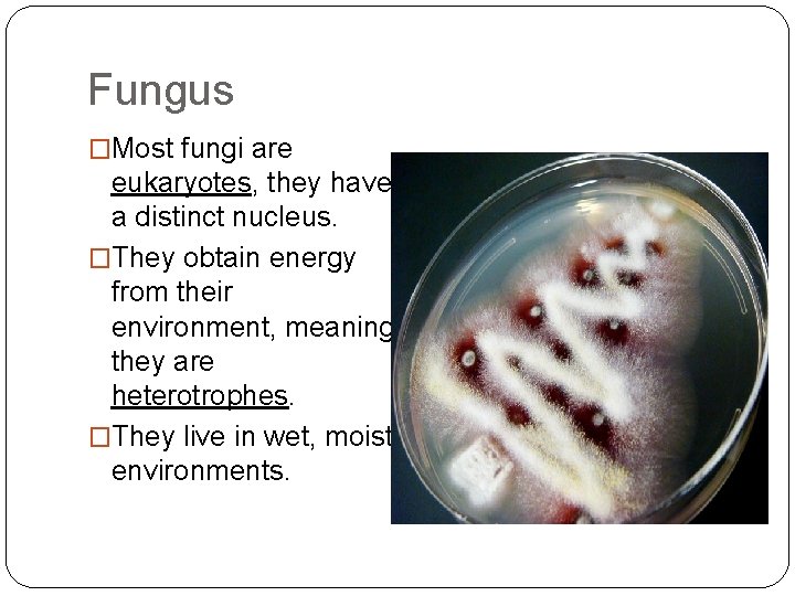 Fungus �Most fungi are eukaryotes, they have a distinct nucleus. �They obtain energy from