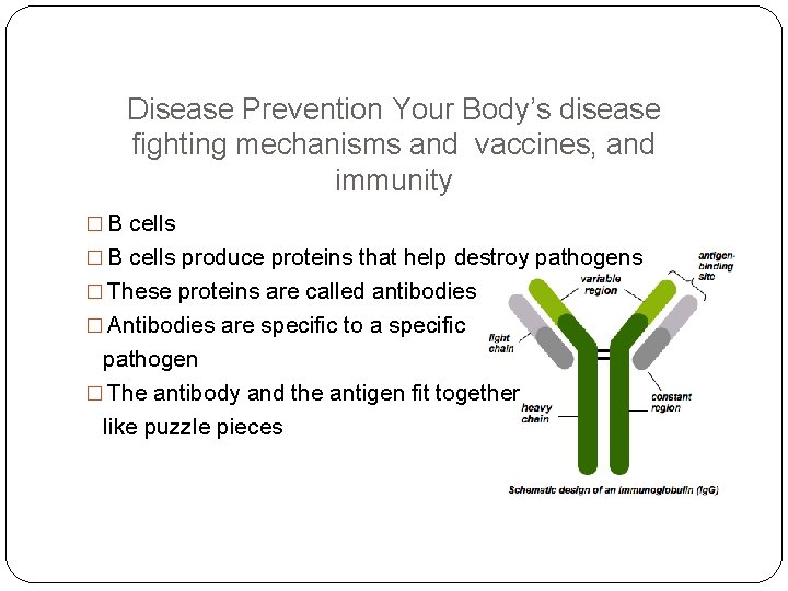 Disease Prevention Your Body’s disease fighting mechanisms and vaccines, and immunity � B cells