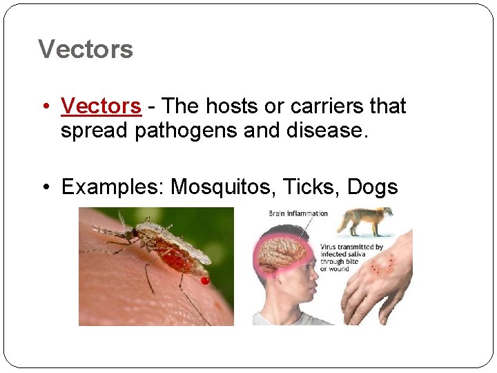 Vectors • Vectors - The hosts or carriers that spread pathogens and disease. •