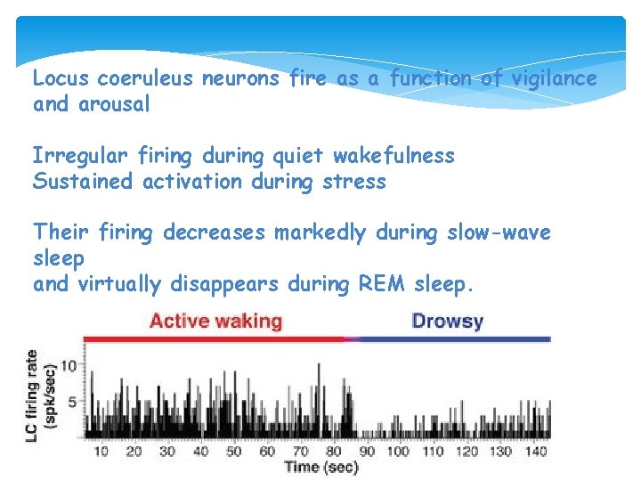 Locus coeruleus neurons fire as a function of vigilance and arousal Irregular firing during