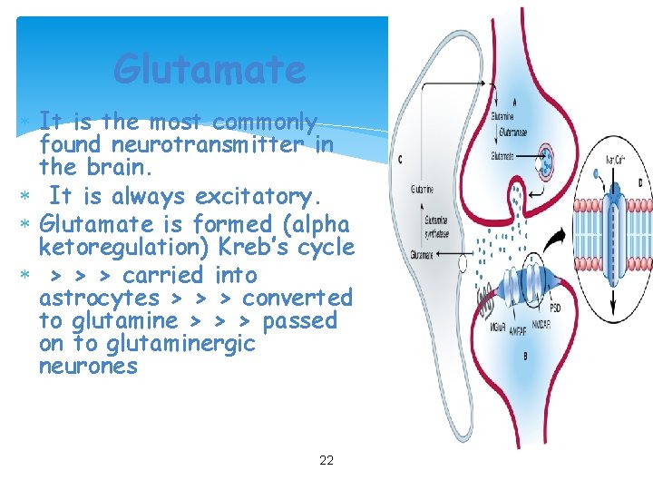 Glutamate It is the most commonly found neurotransmitter in the brain. It is always