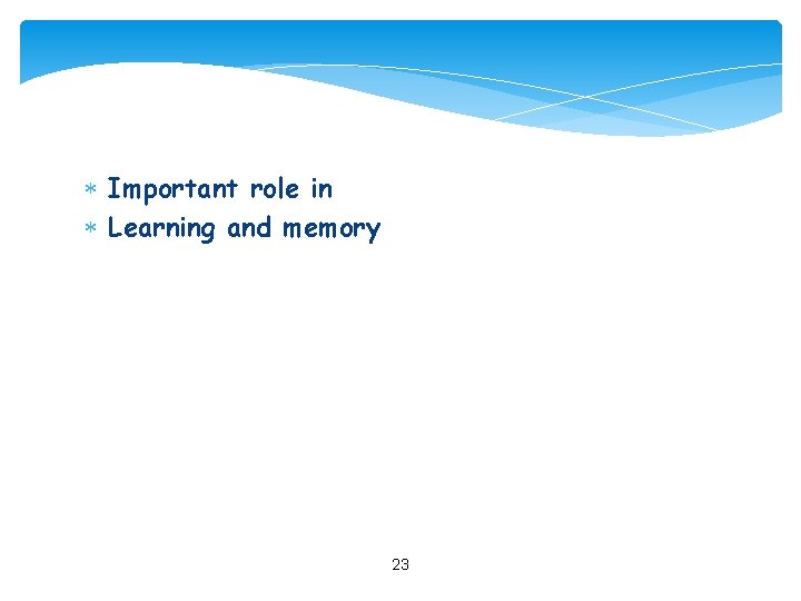  Important role in Learning and memory 23 