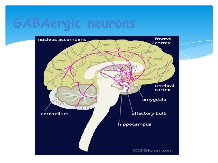 GABAergic neurons 27 
