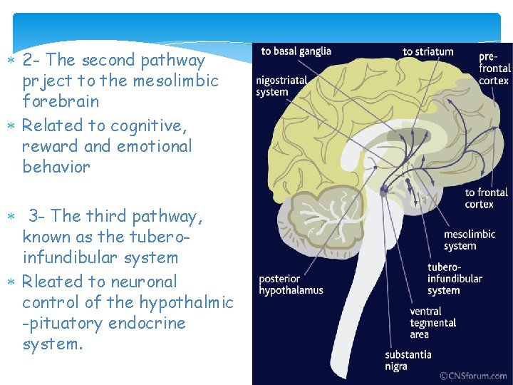  2 - The second pathway prject to the mesolimbic forebrain Related to cognitive,