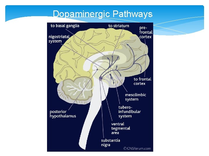 Dopaminergic Pathways 38 
