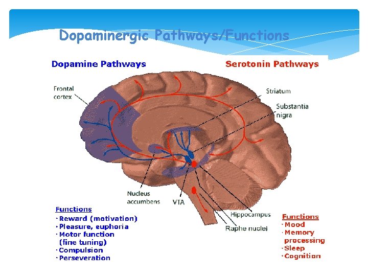 Dopaminergic Pathways/Functions 39 