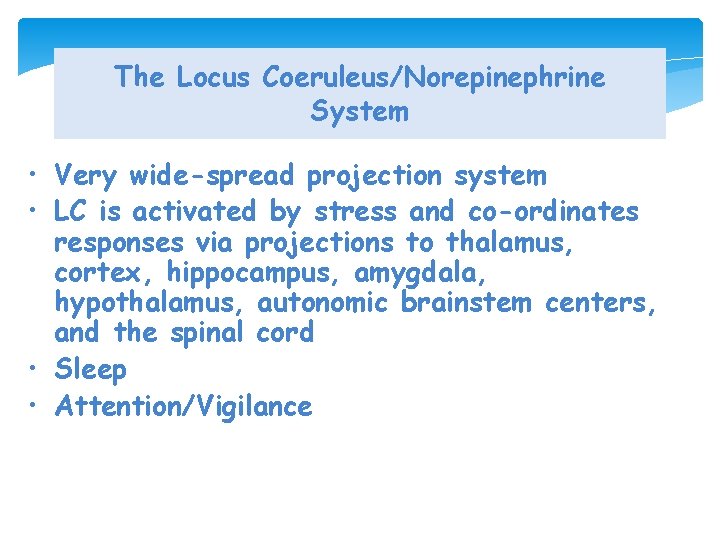 The Locus Coeruleus/Norepinephrine System • Very wide-spread projection system • LC is activated by