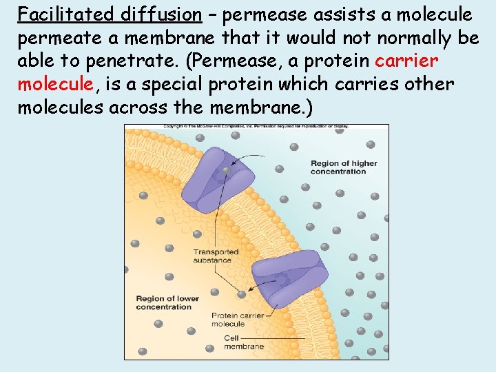 Facilitated diffusion – permease assists a molecule permeate a membrane that it would not