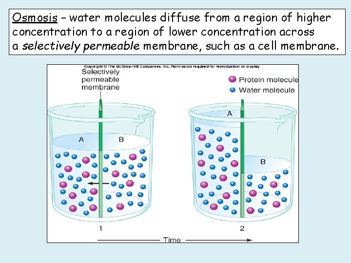 Osmosis – water molecules diffuse from a region of higher concentration to a region