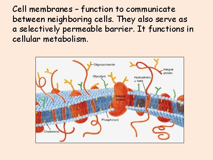 Cell membranes – function to communicate between neighboring cells. They also serve as a