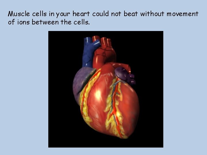 Muscle cells in your heart could not beat without movement of ions between the