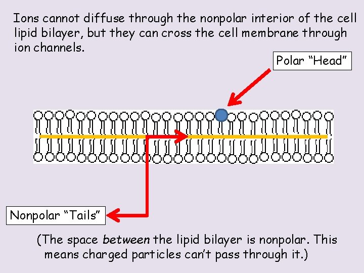 Ions cannot diffuse through the nonpolar interior of the cell lipid bilayer, but they
