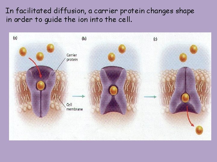 In facilitated diffusion, a carrier protein changes shape in order to guide the ion