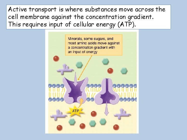 Active transport is where substances move across the cell membrane against the concentration gradient.