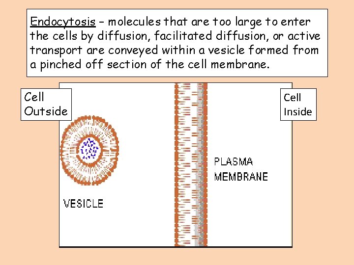 Endocytosis – molecules that are too large to enter the cells by diffusion, facilitated
