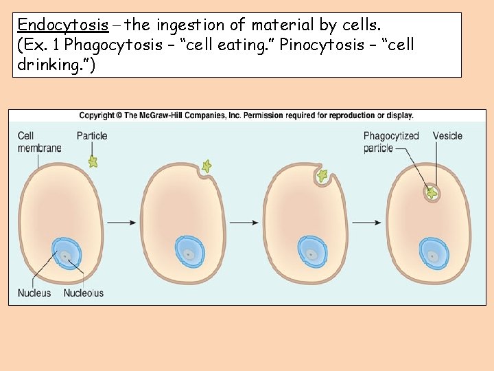 Endocytosis – the ingestion of material by cells. (Ex. 1 Phagocytosis – “cell eating.