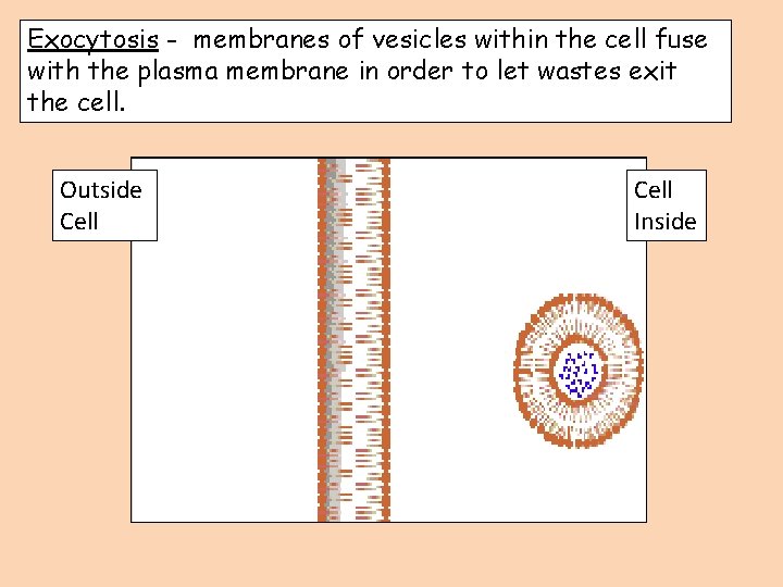 Exocytosis - membranes of vesicles within the cell fuse with the plasma membrane in