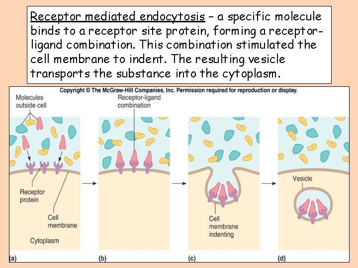 Receptor mediated endocytosis – a specific molecule binds to a receptor site protein, forming