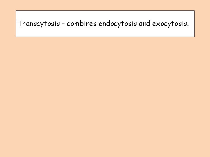 Transcytosis – combines endocytosis and exocytosis. 