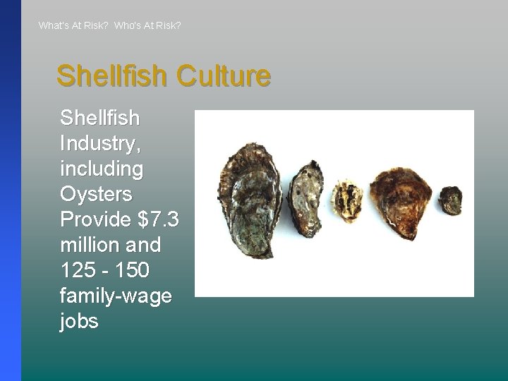 What’s At Risk? Who’s At Risk? Shellfish Culture Shellfish Industry, including Oysters Provide $7.