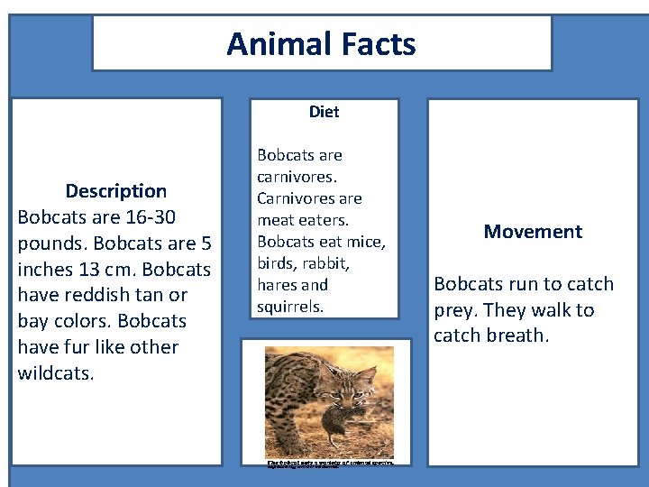 Animal Facts Diet Description Bobcats are 16 -30 pounds. Bobcats are 5 inches 13