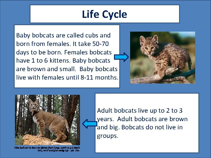 Life Cycle Baby bobcats are called cubs and born from females. It take 50