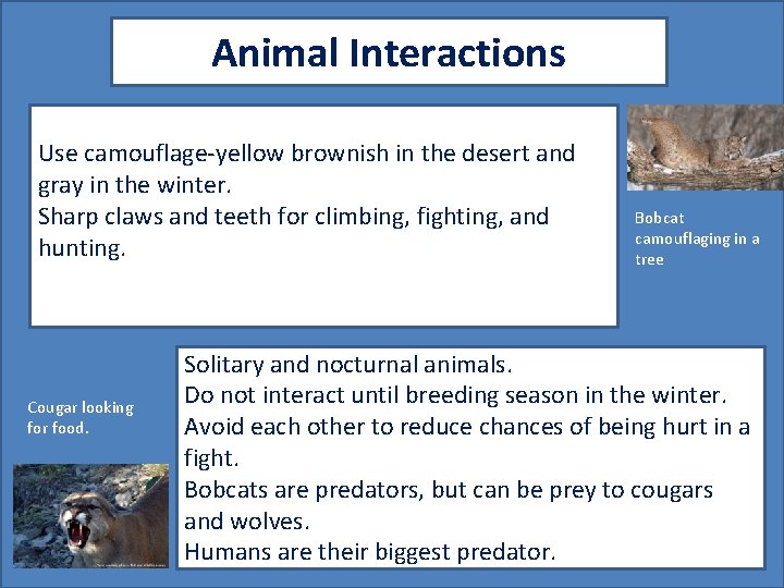 Animal Interactions Use camouflage-yellow brownish in the desert and gray in the winter. Sharp