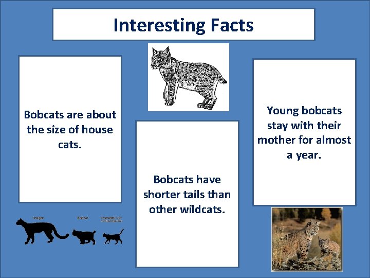 Interesting Facts A pic to accompany fact #2 Bobcats are about the size of