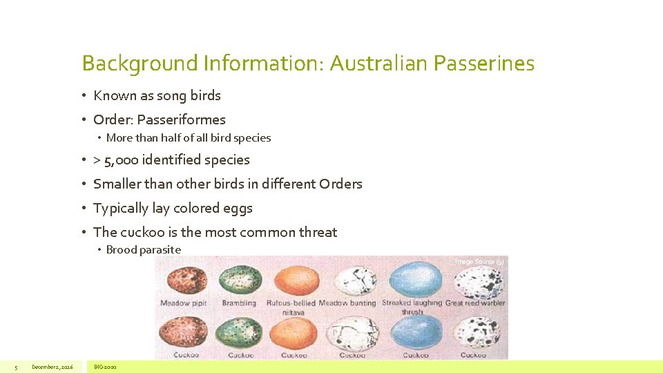 Background Information: Australian Passerines • Known as song birds • Order: Passeriformes • More