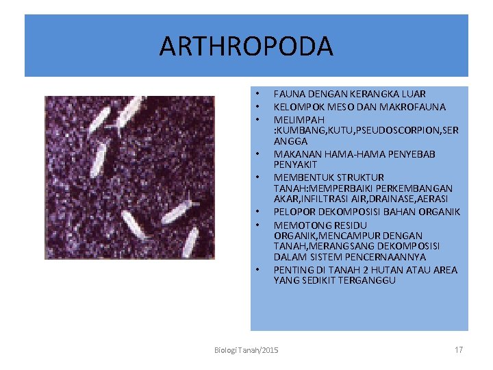 ARTHROPODA • • FAUNA DENGAN KERANGKA LUAR KELOMPOK MESO DAN MAKROFAUNA MELIMPAH : KUMBANG,