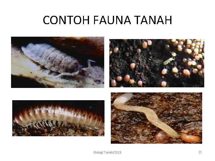CONTOH FAUNA TANAH Biologi Tanah/2015 31 