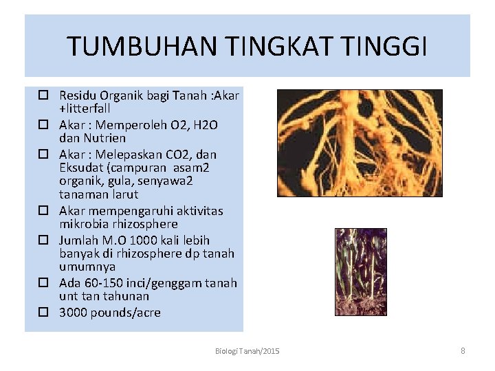 TUMBUHAN TINGKAT TINGGI Residu Organik bagi Tanah : Akar +litterfall Akar : Memperoleh O