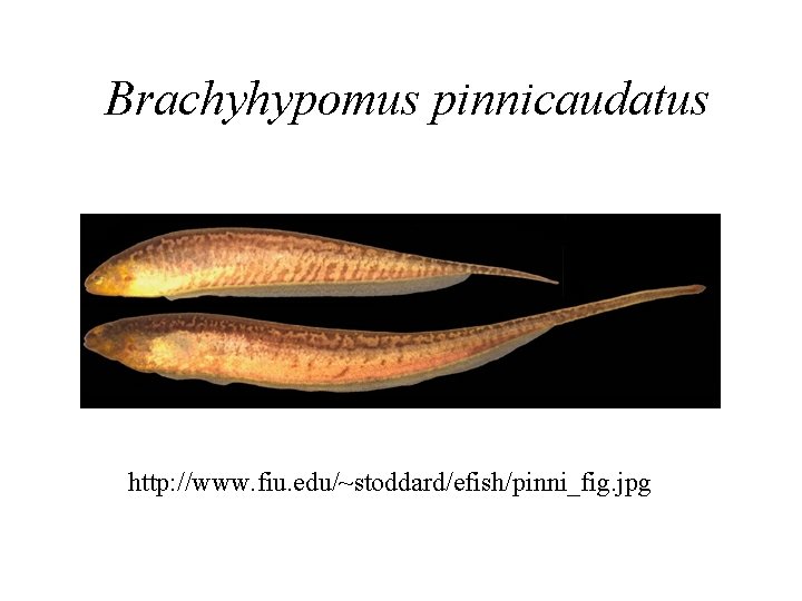 Brachyhypomus pinnicaudatus http: //www. fiu. edu/~stoddard/efish/pinni_fig. jpg 