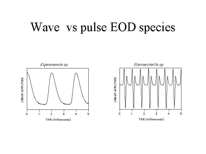 Wave vs pulse EOD species 