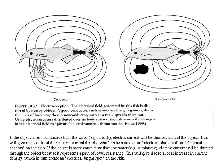 Electrolocation If the object is less conductive than the water (e. g. , a