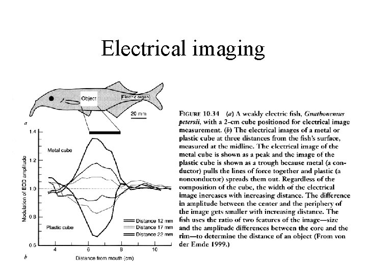 Electrical imaging 