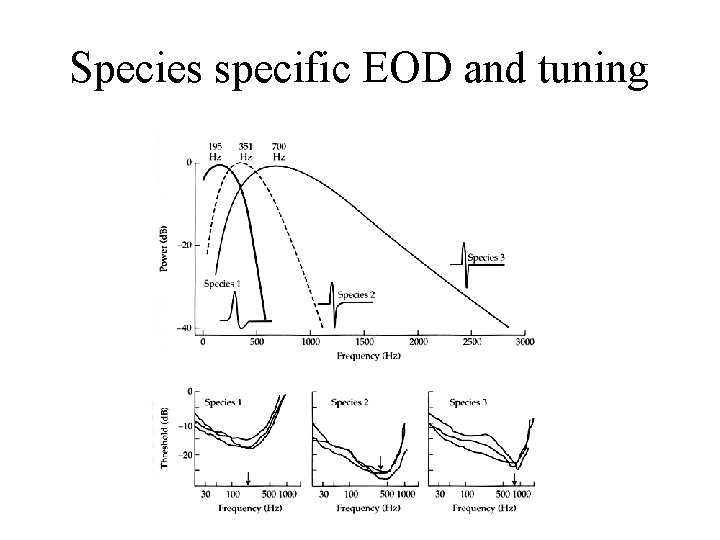 Species specific EOD and tuning 