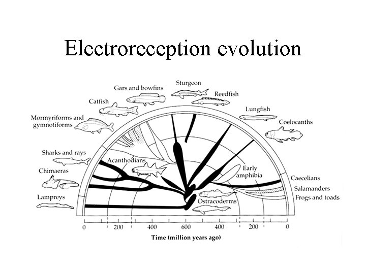 Electroreception evolution 