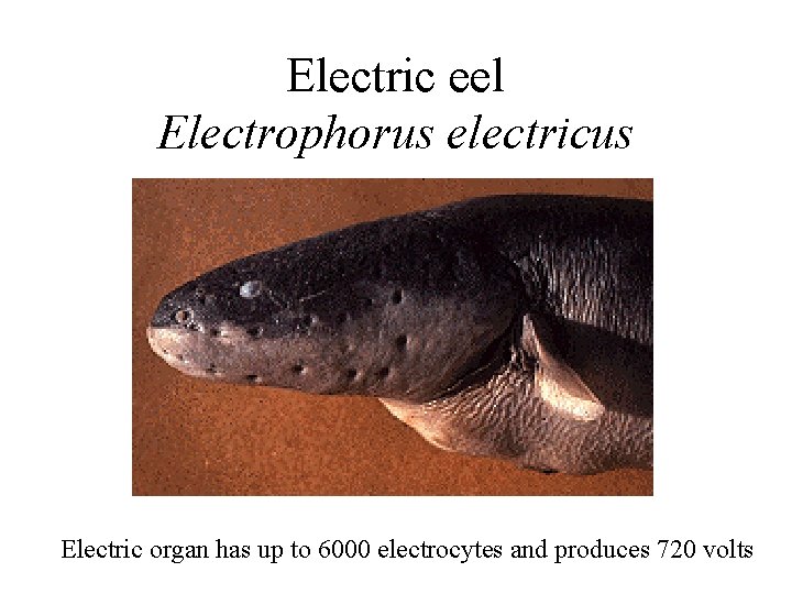 Electric eel Electrophorus electricus Electric organ has up to 6000 electrocytes and produces 720
