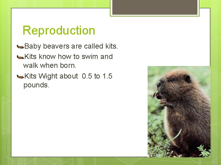 Reproduction Baby beavers are called kits. Kits know how to swim and walk when