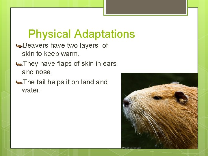 Physical Adaptations Beavers have two layers of skin to keep warm. They have flaps