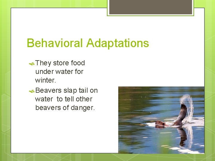 Behavioral Adaptations They store food under water for winter. Beavers slap tail on water