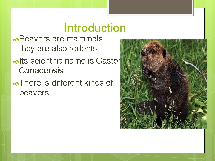  Beavers Introduction are mammals they are also rodents. Its scientific name is Castor