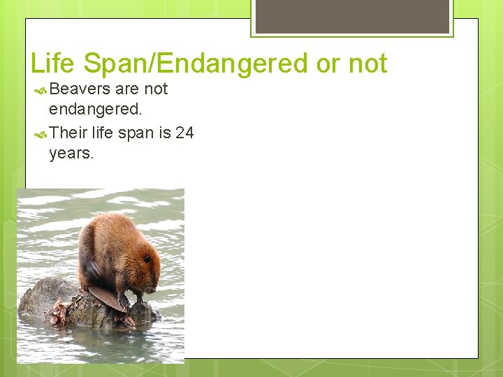 Life Span/Endangered or not Beavers are not endangered. Their life span is 24 years.