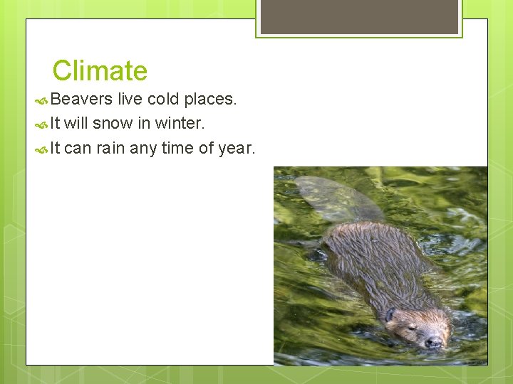 Climate Beavers live cold places. It will snow in winter. It can rain any