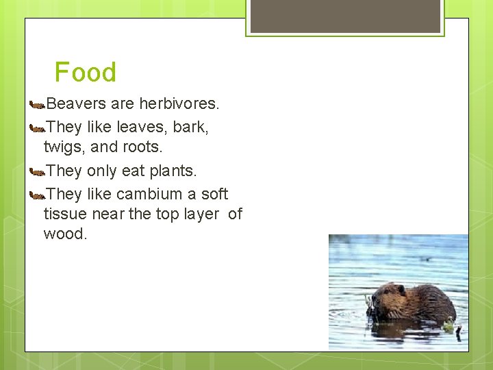 Food Beavers are herbivores. They like leaves, bark, twigs, and roots. They only eat